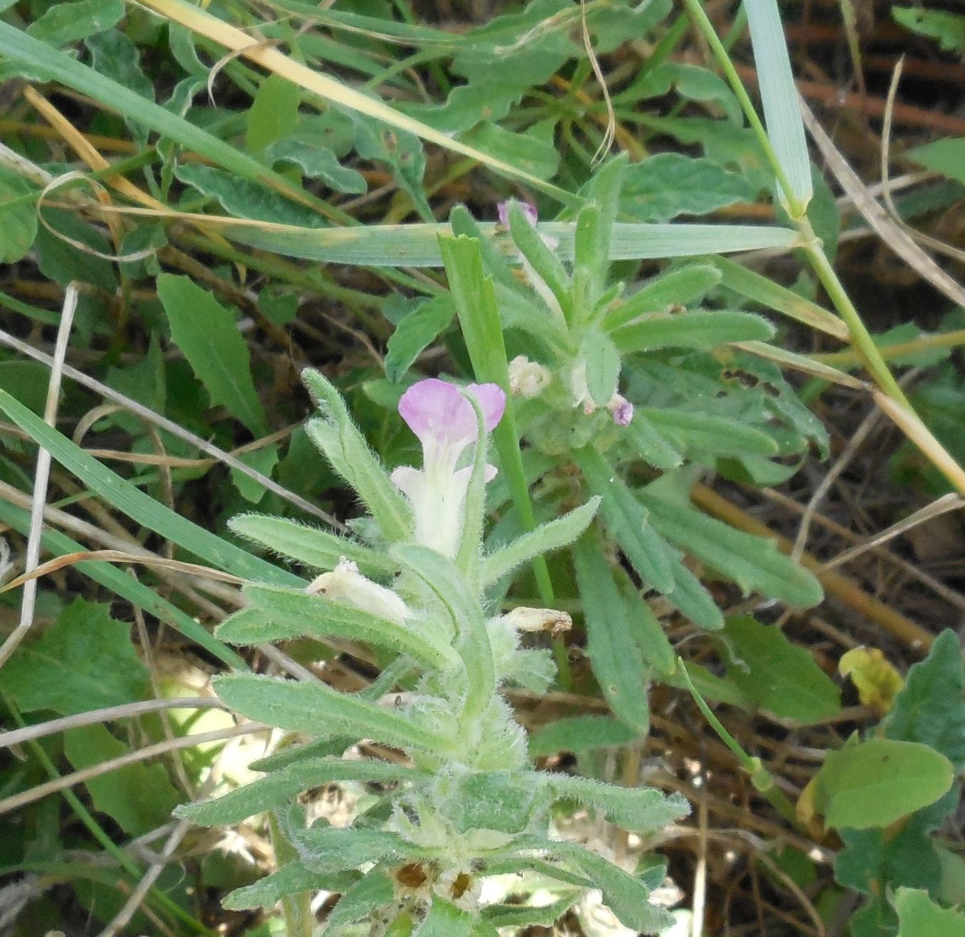 Ajuga iva / Iva moscata